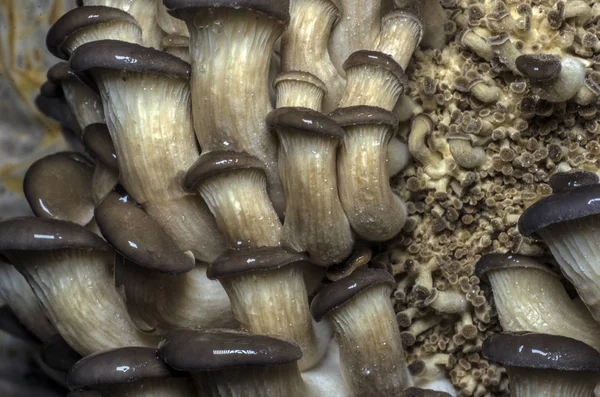 mantar orman bölgesi