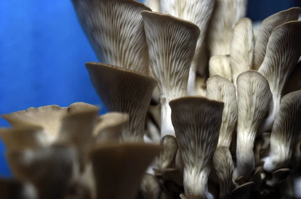 mantar orman bölgesi