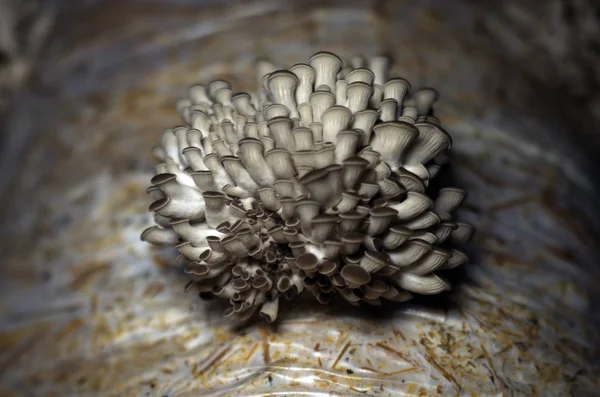 mantar orman bölgesi