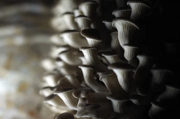 Cogumelos Zona Florestal — Fotografia de Stock