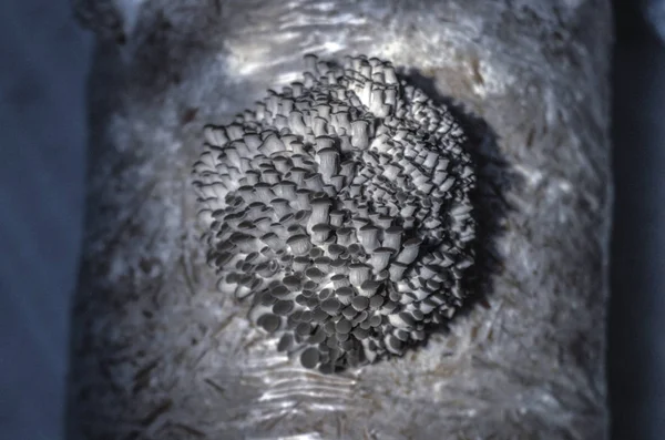 mantar orman bölgesi