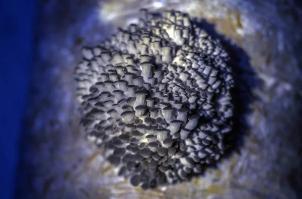 mantar orman bölgesi