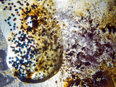 boya ile kimyasal deney