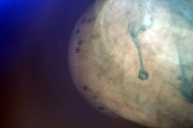 boya ile kimyasal deney