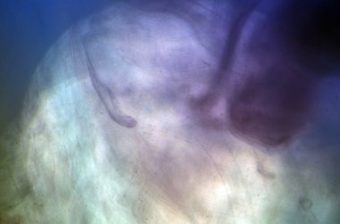 boya ile kimyasal deney