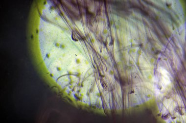 boya ile kimyasal deney