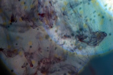 boya ile kimyasal deney