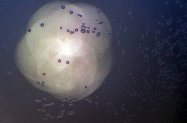 boya ile kimyasal deney