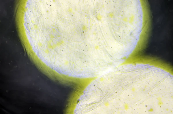 boya ile kimyasal deney