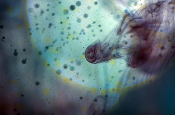 boya ile kimyasal deney