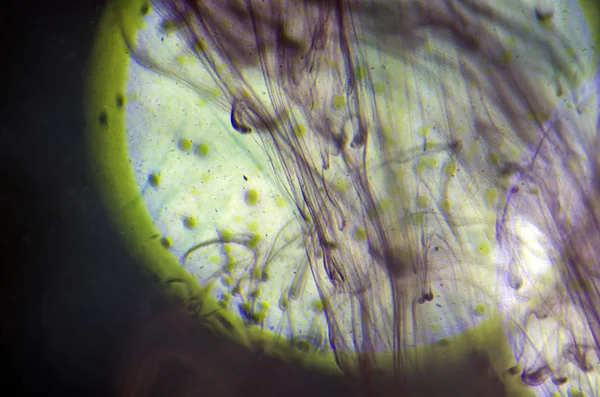 boya ile kimyasal deney