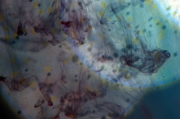 boya ile kimyasal deney