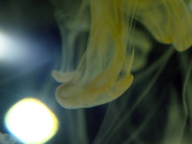 boya ile kimyasal deney