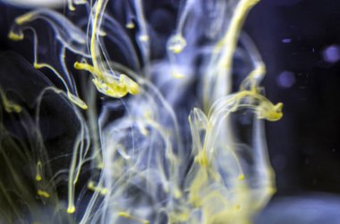 boya ile kimyasal deney