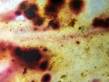 boya ile kimyasal deney