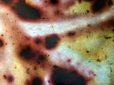 boya ile kimyasal deney