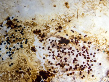 boya ile kimyasal deney