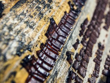 pürüzlü yüzeyi çok renkli boya