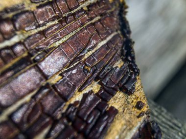 pürüzlü yüzeyi çok renkli boya