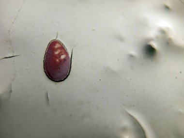 pürüzlü yüzeyi çok renkli boya