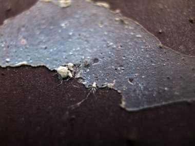 pürüzlü yüzeyi çok renkli boya