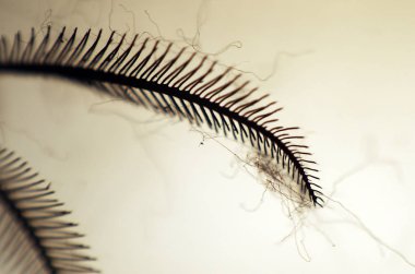 hacimsel doku nesneleri