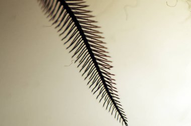 hacimsel doku nesneleri