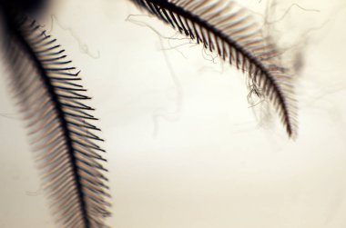 hacimsel doku nesneleri