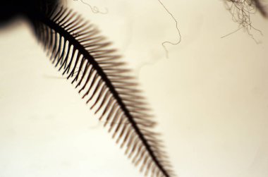 hacimsel doku nesneleri