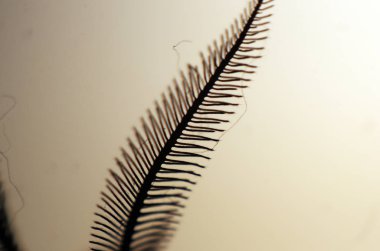 hacimsel doku nesneleri