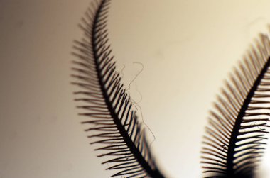 hacimsel doku nesneleri