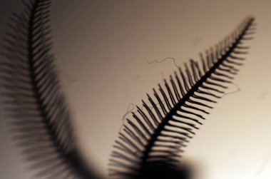 hacimsel doku nesneleri