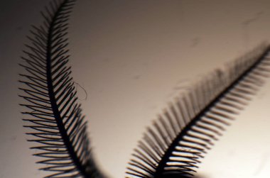 hacimsel doku nesneleri