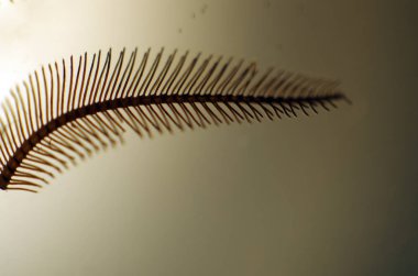 hacimsel doku nesneleri