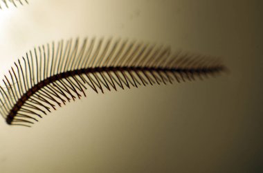 hacimsel doku nesneleri