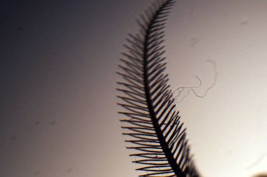 hacimsel doku nesneleri