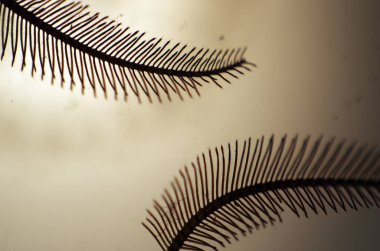 hacimsel doku nesneleri