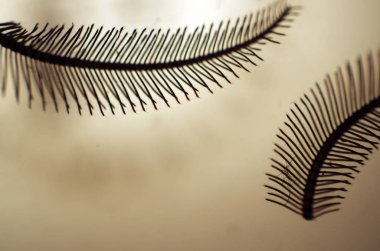 hacimsel doku nesneleri