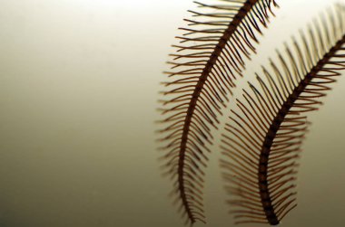 hacimsel doku nesneleri