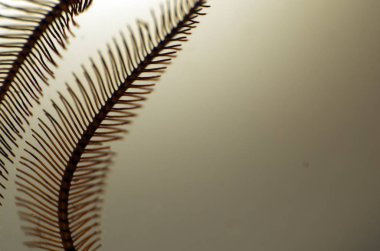 hacimsel doku nesneleri