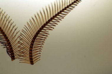 hacimsel doku nesneleri