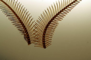 hacimsel doku nesneleri