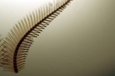 hacimsel doku nesneleri