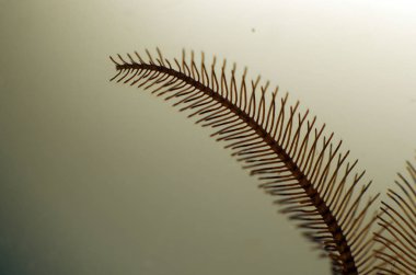 hacimsel doku nesneleri