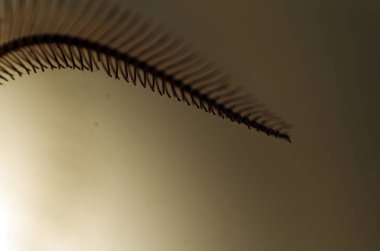 hacimsel doku nesneleri