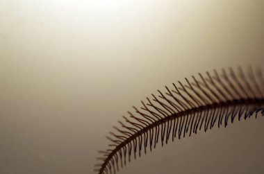 hacimsel doku nesneleri