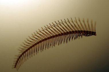 hacimsel doku nesneleri