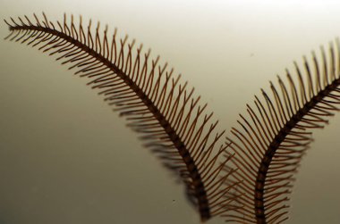 hacimsel doku nesneleri