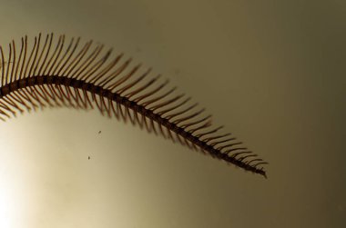 hacimsel doku nesneleri