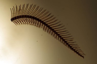 hacimsel doku nesneleri